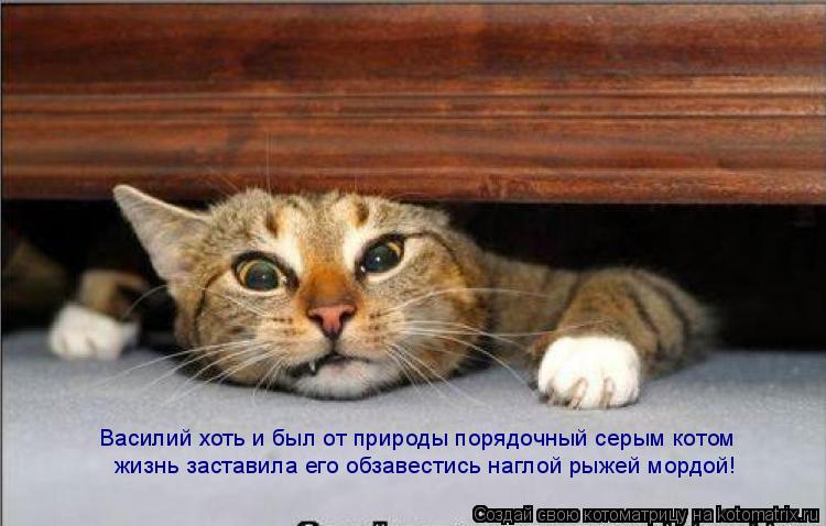 Василий хоть и был от природы порядочный серым котом жизнь заставила его обзавестись наглой рыжей мор... Котоматрица: Василий хоть и был от природы порядочный серым котом жизнь заставила его обзавестись наглой рыжей мордой!