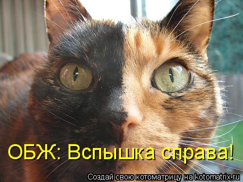 ОБЖ: Вспышка справа!... Котоматрица: ОБЖ: Вспышка справа!