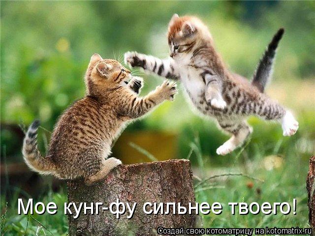 Мое кунг-фу сильнее твоего!... Котоматрица: Мое кунг-фу сильнее твоего!