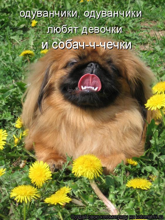 одуванчики, одуванчики любят девочки и собач-ч-чечки... Котоматрица: одуванчики, одуванчики любят девочки и собач-ч-чечки