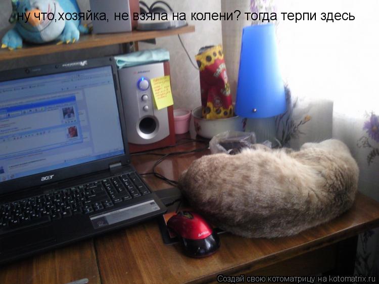 ну что,хозяйка, не взяла на колени? тогда терпи здесь... Котоматрица: ну что,хозяйка, не взяла на колени? тогда терпи здесь