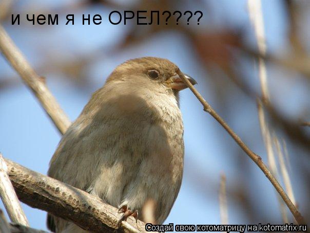и чем я не ОРЕЛ????... Котоматрица: и чем я не ОРЕЛ????