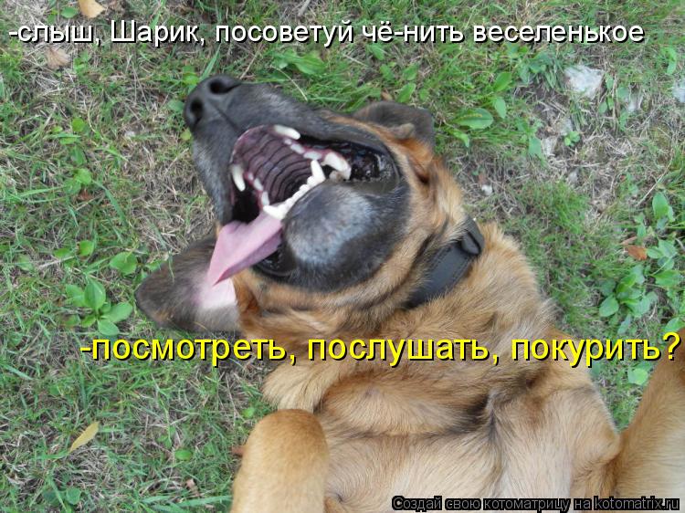 -слыш, Шарик, посоветуй чё-нить веселенькое -посмотреть, послушать, покурить?... Котоматрица: -слыш, Шарик, посоветуй чё-нить веселенькое -посмотреть, послушать, покурить?