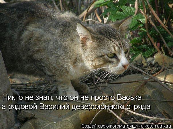 Никто не знал, что он не просто Васька а рядовой Василий деверсионного отряда... Котоматрица: Никто не знал, что он не просто Васька а рядовой Василий деверсионного отряда