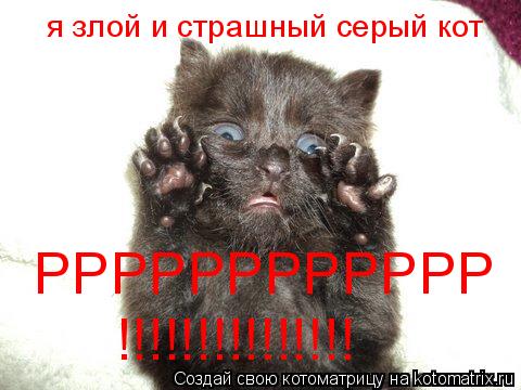 я злой и страшный серый кот РРРРРРРРРРРР !!!!!!!!!!!!!!!... Котоматрица: я злой и страшный серый кот РРРРРРРРРРРР !!!!!!!!!!!!!!!