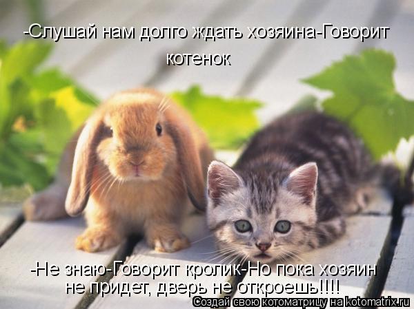 -Слушай нам долго ждать хозяина-Говорит котенок -Не знаю-Говорит кролик-Но пока хозяин не придет, две... Котоматрица: -Слушай нам долго ждать хозяина-Говорит котенок -Не знаю-Говорит кролик-Но пока хозяин не придет, дверь не откроешь!!!!