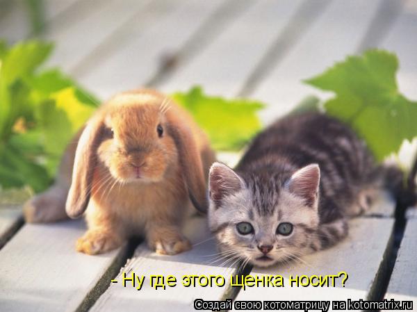 - Ну где этого щенка носит?... Котоматрица: - Ну где этого щенка носит?