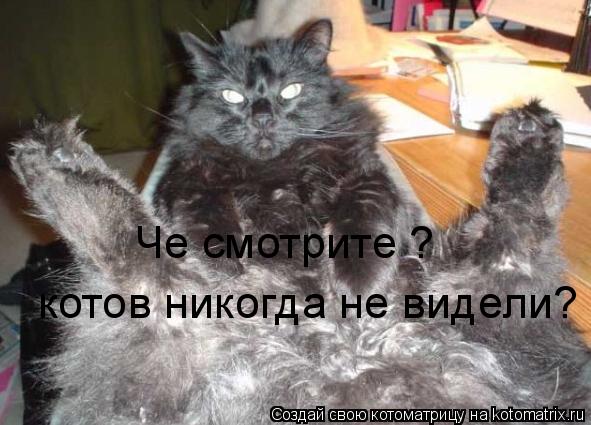 Че смотрите ? котов никогда не видели?... Котоматрица: Че смотрите ? котов никогда не видели?