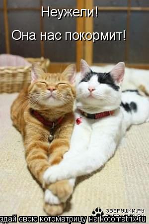 Неужели! Она нас покормит!... Котоматрица: Неужели! Она нас покормит!
