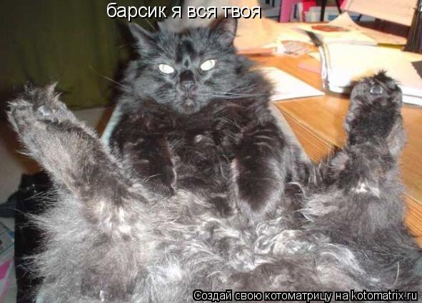 барсик я вся твоя... Котоматрица: барсик я вся твоя