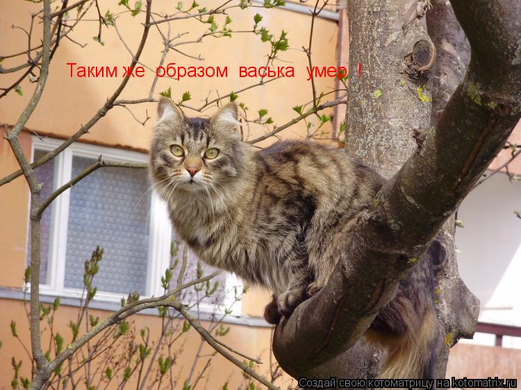 Таким же образом васька умер !... Котоматрица: Таким же образом васька умер !