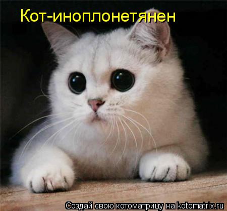 Кот-иноплонетянен... Котоматрица: Кот-иноплонетянен
