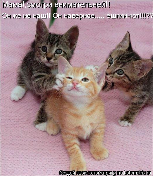 Мама!,смотри внимательней!! Он же не наш!! Он наверное..... ёшкин-кот!!!????... Котоматрица: Мама!,смотри внимательней!! Он же не наш!! Он наверное..... ёшкин-кот!!!????
