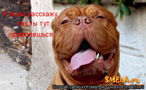 Я всем расскажу, как ты тут кривляешься.... Котоматрица: Я всем расскажу, как ты тут кривляешься.