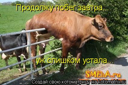 Продолжу побег завтра... уж слишком устала...... Котоматрица: Продолжу побег завтра... уж слишком устала...