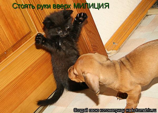 Котоматрица: Стоять руки вверх МИЛИЦИЯ