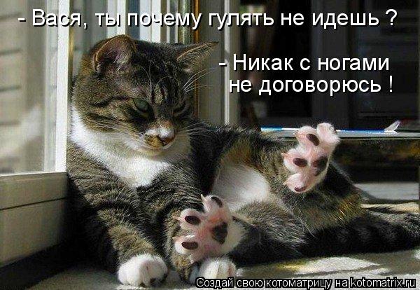 - Вася, ты почему гулять не идешь ? - Никак с ногами не договорюсь !... Котоматрица: - Вася, ты почему гулять не идешь ? - Никак с ногами не договорюсь !