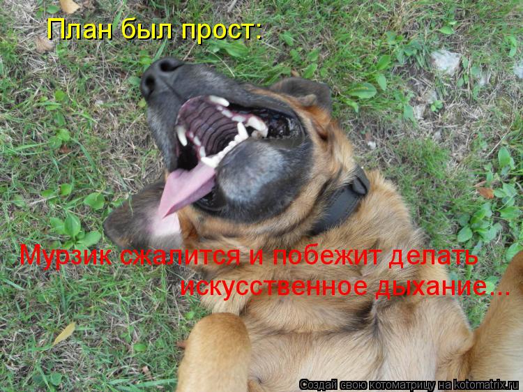 План был прост: Мурзик сжалится и побежит делать искусственное дыхание...... Котоматрица: План был прост: Мурзик сжалится и побежит делать искусственное дыхание...