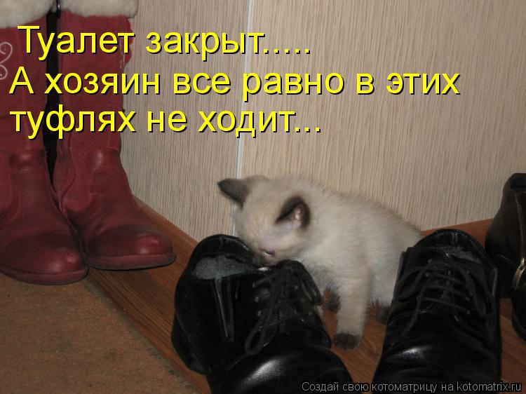 Туалет закрыт..... А хозяин все равно в этих туфлях не ходит...... Котоматрица: Туалет закрыт..... А хозяин все равно в этих туфлях не ходит...