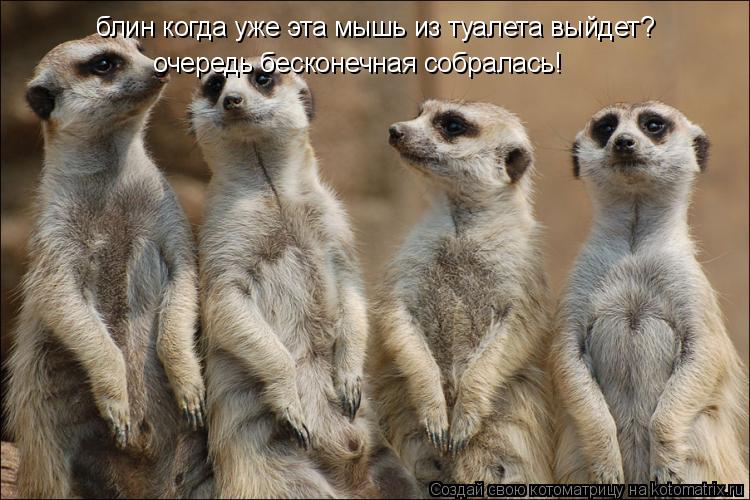 блин когда уже эта мышь из туалета выйдет? очередь бесконечная собралась!... Котоматрица: блин когда уже эта мышь из туалета выйдет? очередь бесконечная собралась!