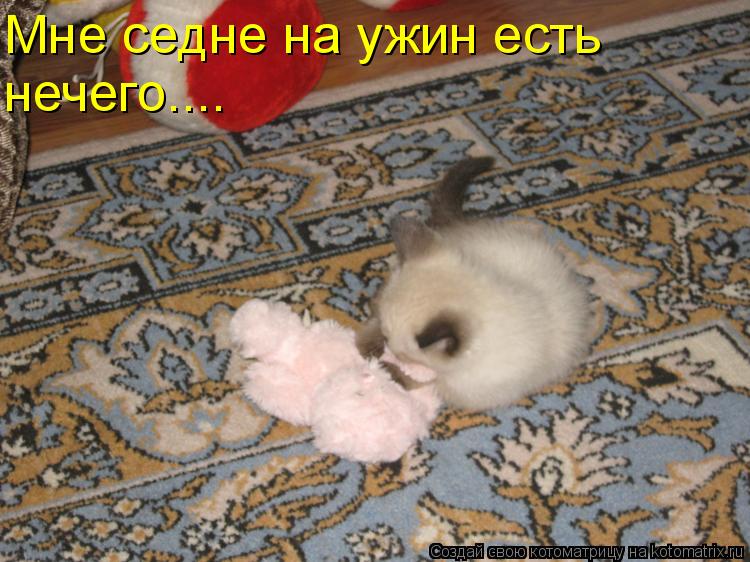 Мне седне на ужин есть нечего....... Котоматрица: Мне седне на ужин есть нечего....
