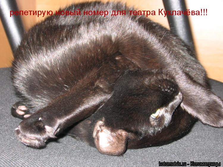 репетирую новый номер для театра Куклачёва!!!... Котоматрица: репетирую новый номер для театра Куклачёва!!!