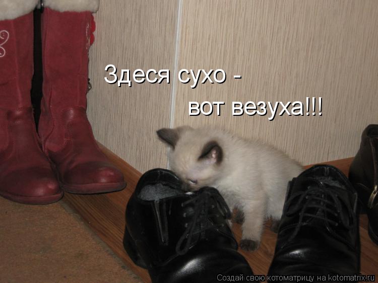 Здеся сухо - вот везуха!!!... Котоматрица: Здеся сухо - вот везуха!!!