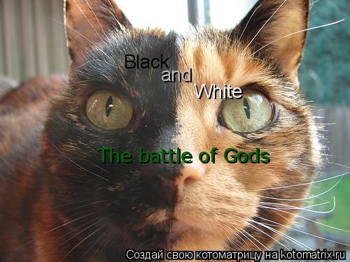 Black and White The battle of Gods... Котоматрица: Black and White The battle of Gods