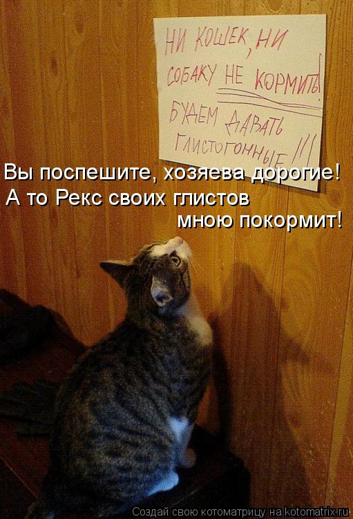А то Рекс своих глистов мною покормит! Вы поспешите, хозяева дорогие!... Котоматрица: А то Рекс своих глистов мною покормит! Вы поспешите, хозяева дорогие!
