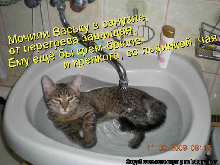 Мочили Ваську в санузле, от перегрева защищая. Ему ещё бы крем-брюле и крепкого, со льдинкой, чая...... Котоматрица: Мочили Ваську в санузле, от перегрева защищая. Ему ещё бы крем-брюле и крепкого, со льдинкой, чая...