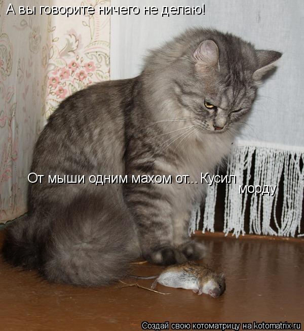 А вы говорите ничего не делаю! От мыши одним махом от... Кусил морду... Котоматрица: А вы говорите ничего не делаю! От мыши одним махом от... Кусил морду