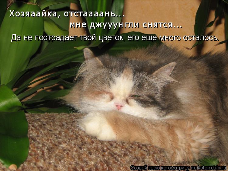 Хозяаайка, отстаааань... мне джууунгли снятся... Да не пострадает твой цветок, его еще много осталос... Котоматрица: Хозяаайка, отстаааань... мне джууунгли снятся... Да не пострадает твой цветок, его еще много осталось.