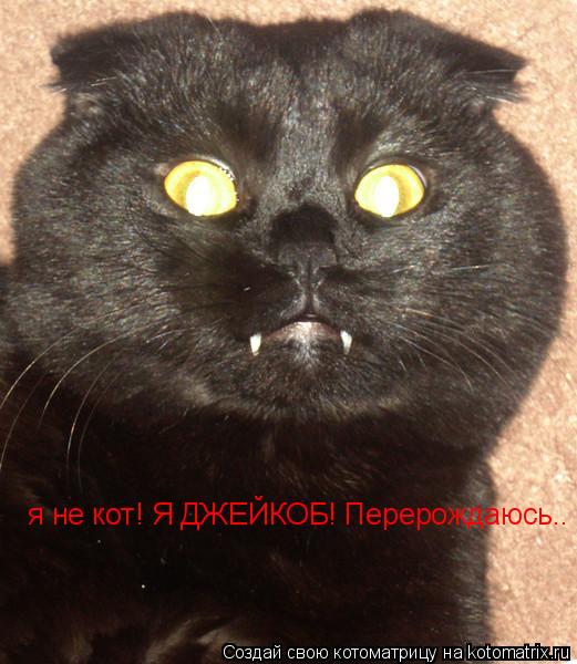 я не кот! Я ДЖЕЙКОБ! Перерождаюсь..... Котоматрица: я не кот! Я ДЖЕЙКОБ! Перерождаюсь..