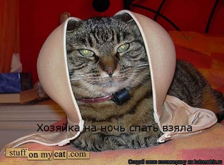 Хозяйка на ночь спать взяла... Котоматрица: Хозяйка на ночь спать взяла