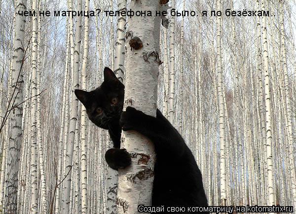 чем не матрица? телефона не было. я по безёзкам..... Котоматрица: чем не матрица? телефона не было. я по безёзкам..