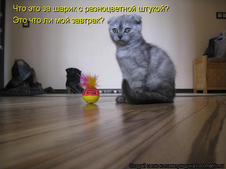 Что это за шарик с разноцветной штукой? Это что ли мой завтрак?... Котоматрица: Что это за шарик с разноцветной штукой? Это что ли мой завтрак?