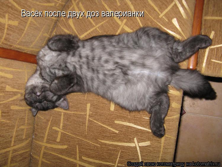 Васёк после двух доз валерианки... Котоматрица: Васёк после двух доз валерианки