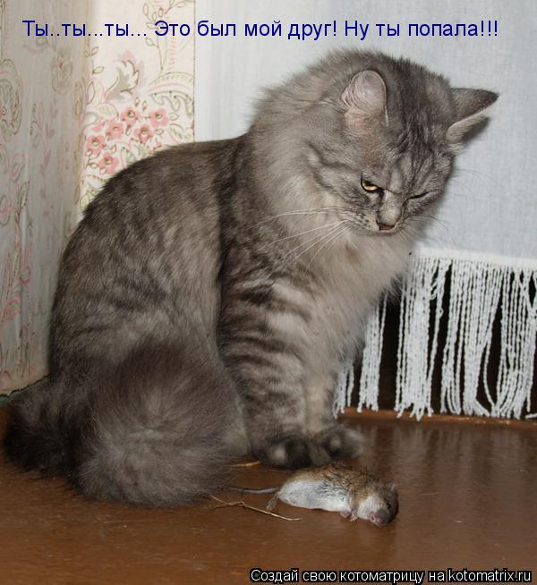 Ты..ты...ты... Это был мой друг! Ну ты попала!!!... Котоматрица: Ты..ты...ты... Это был мой друг! Ну ты попала!!!