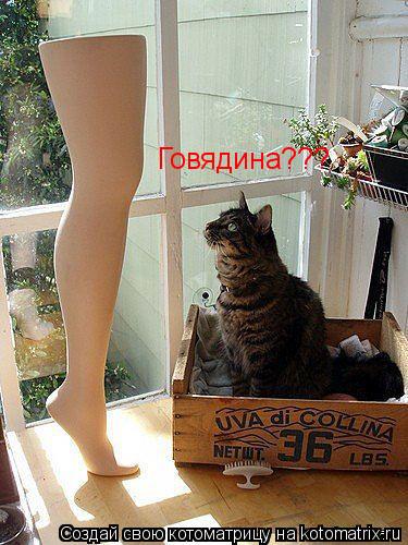 Говядина???... Котоматрица: Говядина???