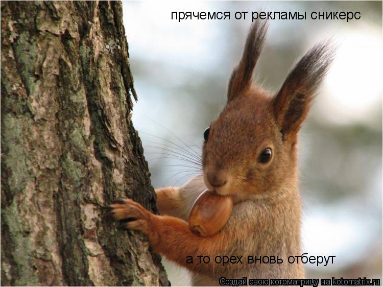 прячемся от рекламы сникерс а то орех вновь отберут... Котоматрица: прячемся от рекламы сникерс а то орех вновь отберут