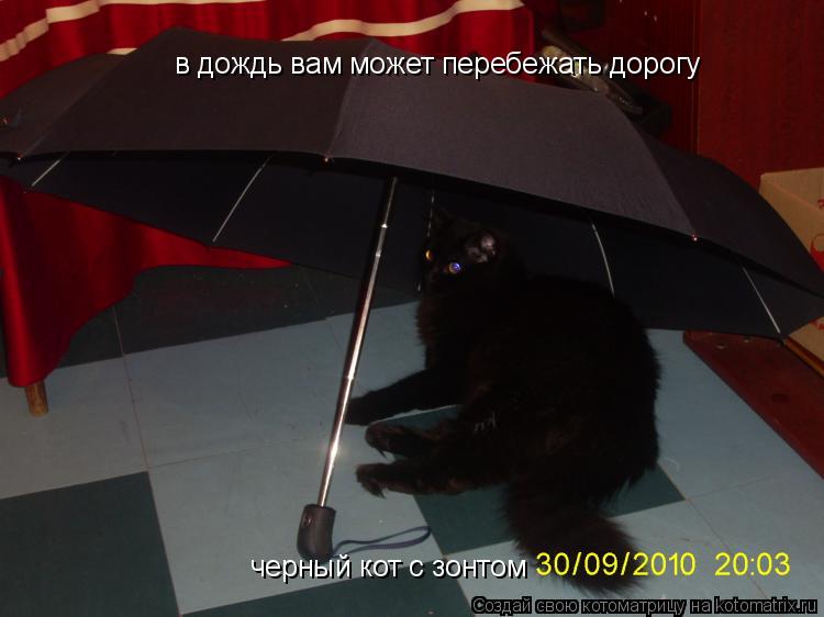 в дождь вам может перебежать дорогу черный кот с зонтом... Котоматрица: в дождь вам может перебежать дорогу черный кот с зонтом