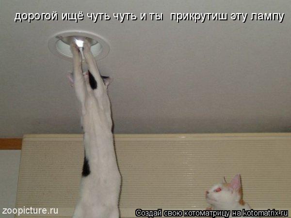 дорогой ищё чуть чуть и ты прикрутиш эту лампу... Котоматрица: дорогой ищё чуть чуть и ты прикрутиш эту лампу