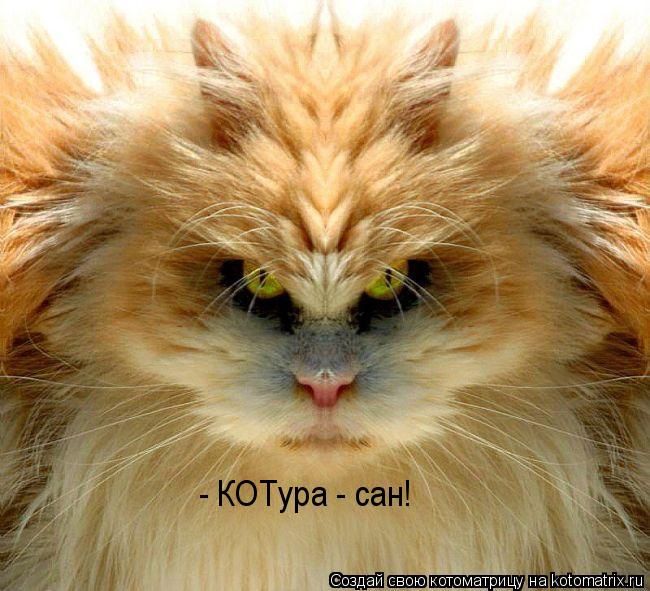 - КОТура - сан!... Котоматрица: - КОТура - сан!