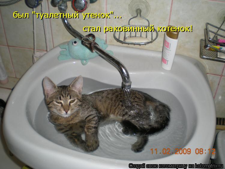 был "туалетный утенок"... стал раковинный котенок!... Котоматрица: был "туалетный утенок"... стал раковинный котенок!