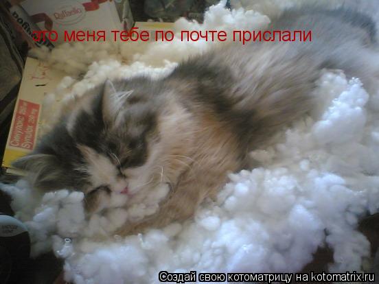 Котоматрица: это меня тебе по почте прислали