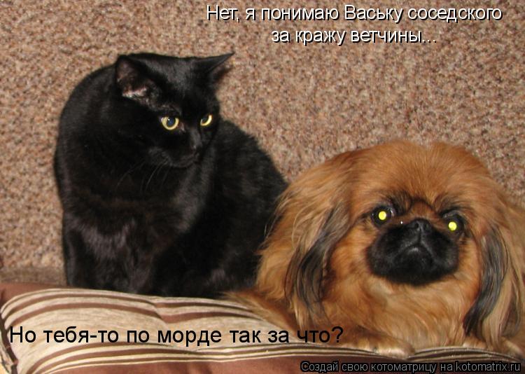 Нет, я понимаю Ваську соседского за кражу ветчины... Но тебя-то по морде так за что?... Котоматрица: Нет, я понимаю Ваську соседского за кражу ветчины... Но тебя-то по морде так за что?