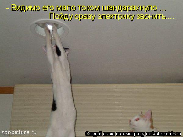 - Видимо его мало током шандарахнуло ... Пойду сразу электрику звонить....... Котоматрица: - Видимо его мало током шандарахнуло ... Пойду сразу электрику звонить....