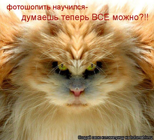 фотошопить научился- думаешь теперь ВСЕ можно?!!... Котоматрица: фотошопить научился- думаешь теперь ВСЕ можно?!!