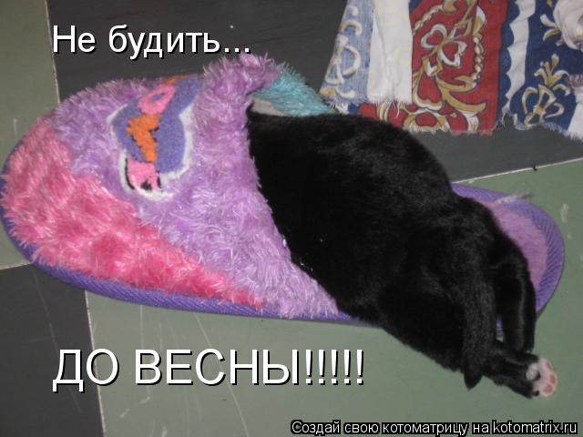 Не будить... ДО ВЕСНЫ!!!!!... Котоматрица: Не будить... ДО ВЕСНЫ!!!!!