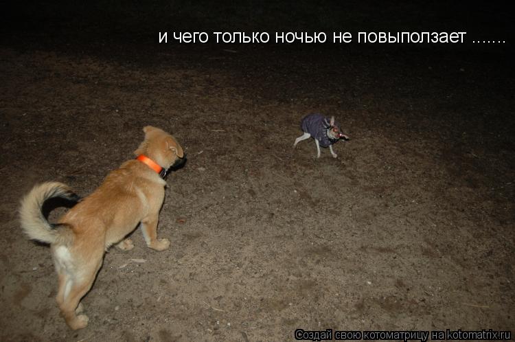 и чего только ночью не повыползает .......... Котоматрица: и чего только ночью не повыползает .......